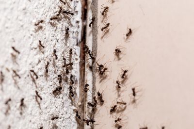 Ant Control Service