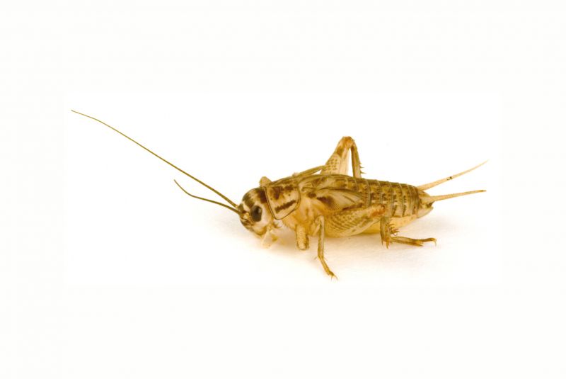 Seasonal Cricket Activity In Homes