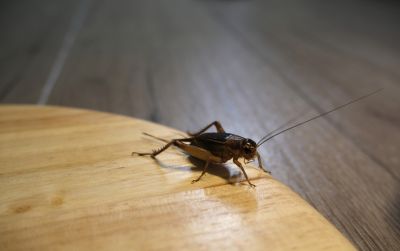 Seasonal Cricket Activity In Homes